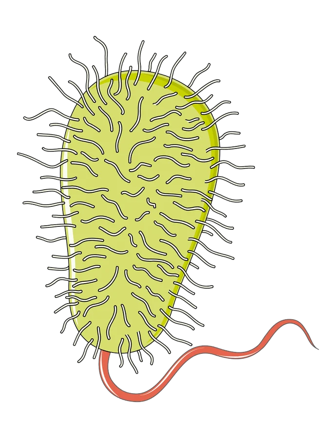 A bacterium, with arrows showing substances diffusing in across its surface from all sides.