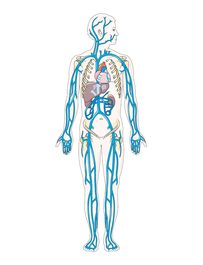The human circulatory system, with arrows showing blood pumped from the heart out around the body.