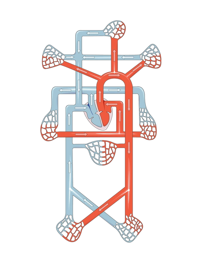 A human's double circulation: the heart pumps blood through the pulmonary artery to the lung capillaries and back, then out through the aorta to capillaries in the head and brain, arms, liver and stomach, and kidneys, and back.