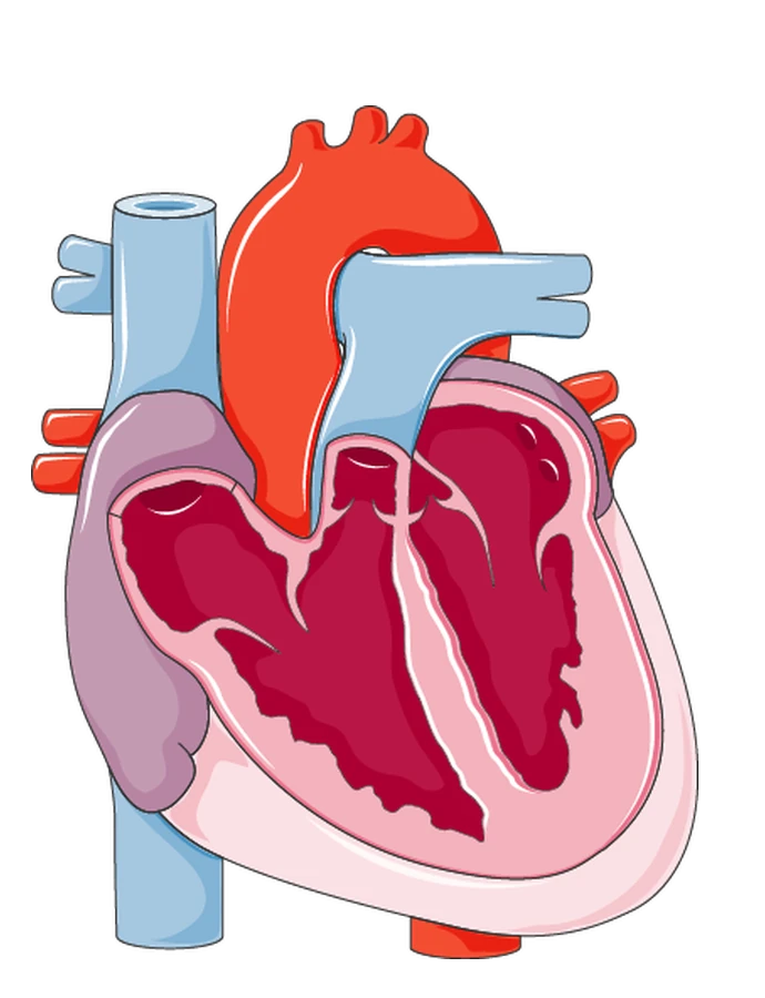 A cross-section of the heart, seen from the front, showing the four chambers, the valves and the major blood vessels, with arrows showing the direction of blood flow.