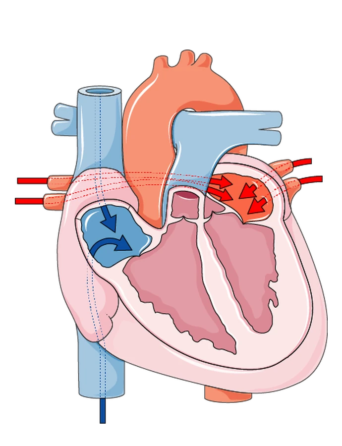 Blood flowing into both atria: blue from the vena cava into the right atrium, red from the pulmonary veins into the left atrium.