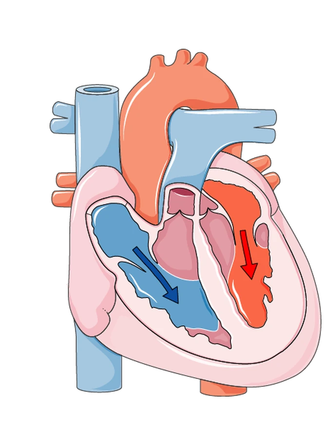 Both atria squeezing blood down into the ventricles: blue on the right side of the heart, red on the left.