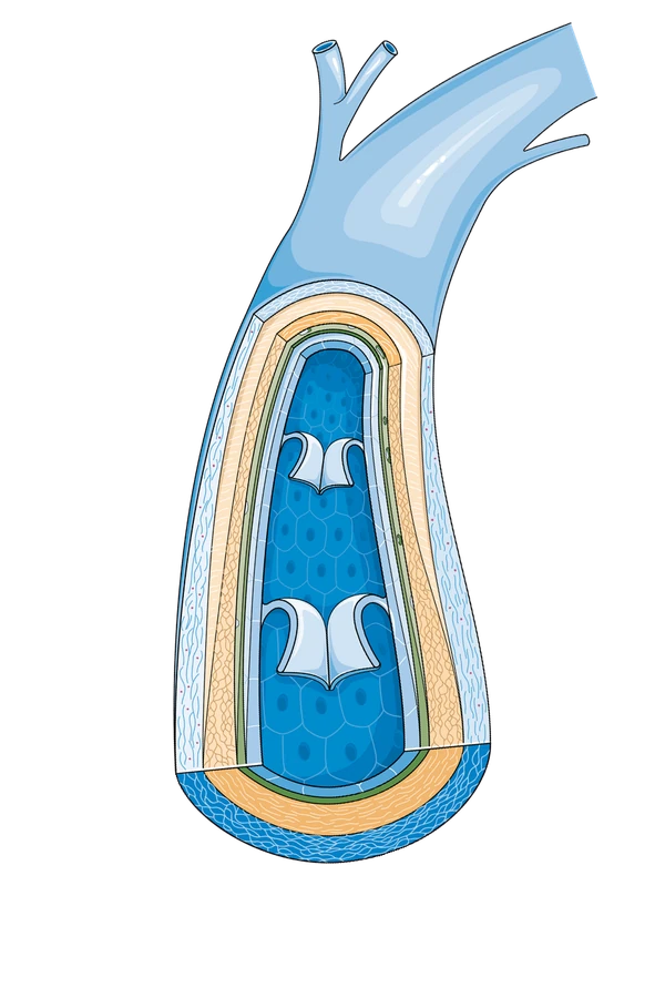 A vein cut open, showing its thinner wall, wide lumen and valves.
