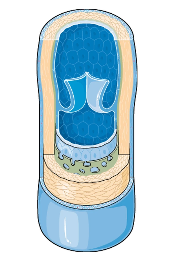 The layers, or tunics, that make up a vein wall, with a valve inside.