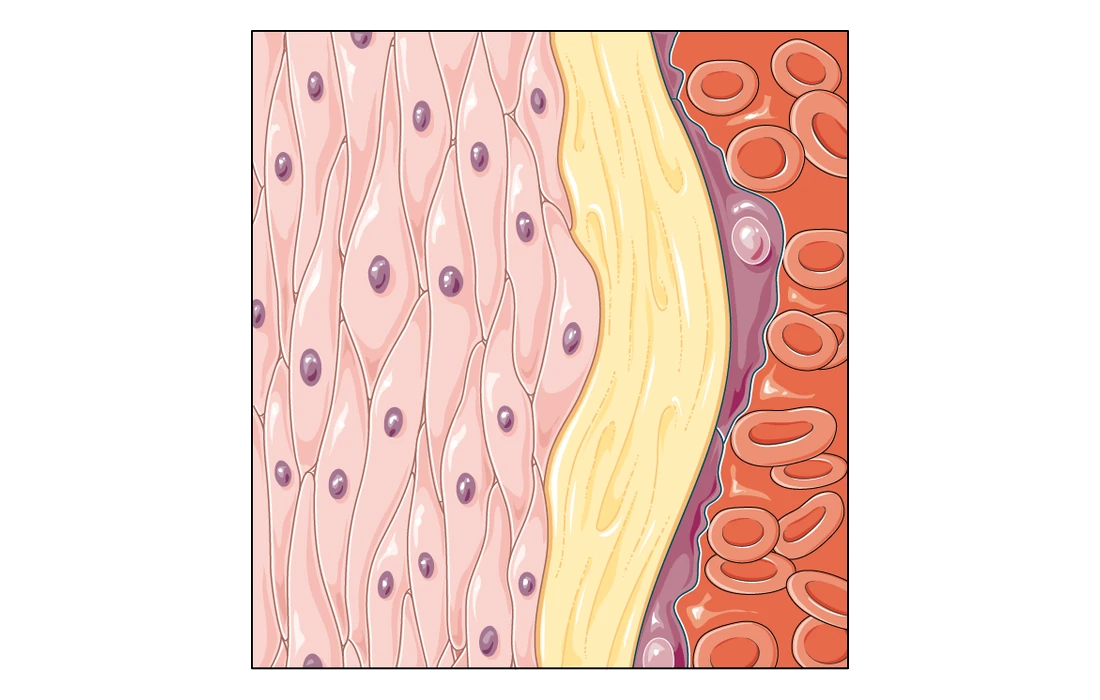A close-up of an artery wall: smooth muscle cells on the left, and blood full of red blood cells on the right.